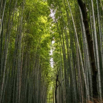 零境山东干瞪眼游戏(暂未上线)v1.2.0 安卓版